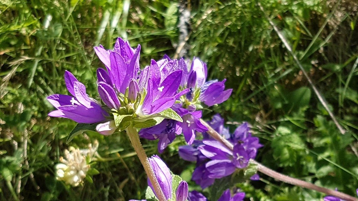 Chaillol - Fleurs 2/2 par René