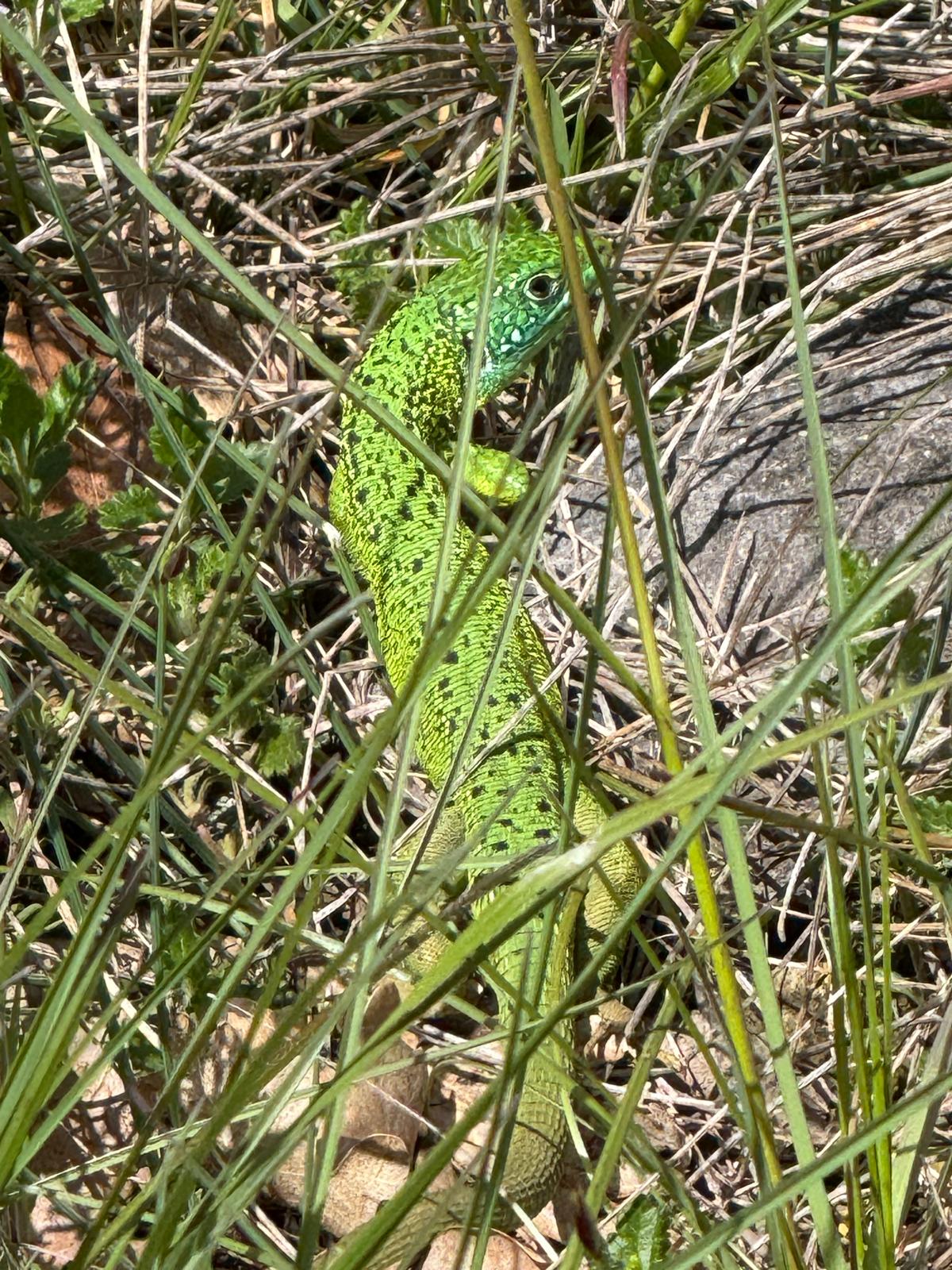 Lagarde d'Apt - Lézard vert par René