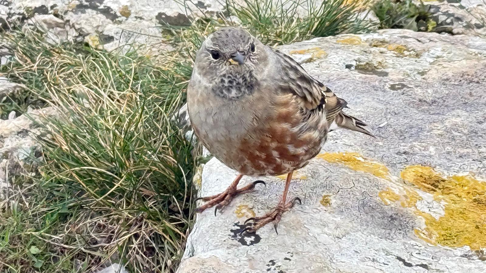 Accenteur alpin - sommet des Opies